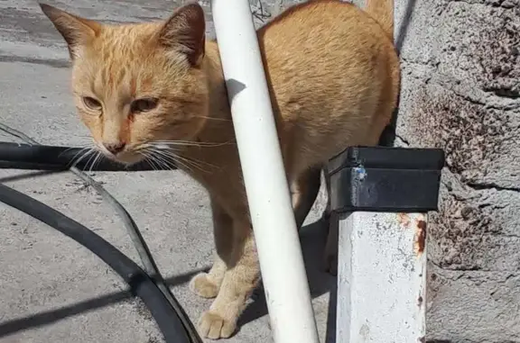 Animales perdidos San Pablo de las Salinas, foto: Perdido gato macho, Cerrada Francisco Marquez, 8, San Pablo de las Salinas - con collar verde sin cascabel