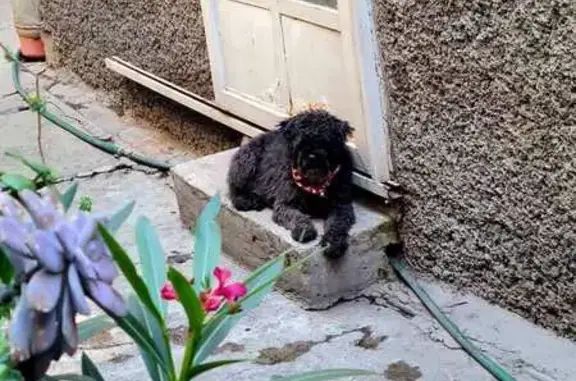 Búsqueda de mascotas, foto: Perdido perro macho, Lago Zumpango, 23, Venustiano Carranza - schnauzer negro