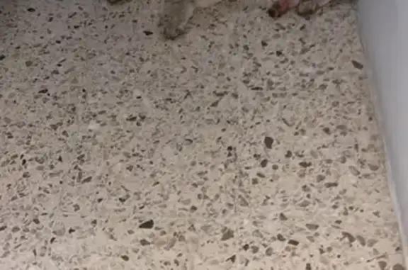 Encontrado perro hembra, Lázar...