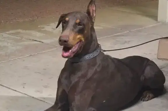 Found dog, Stirrup Street, 5537, Paradise, Las Vegas — male Doberman with docked tail - photo
