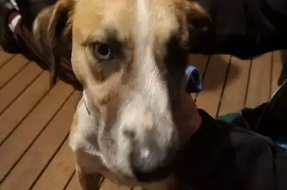 Found dog, Burnett Highway, Na...