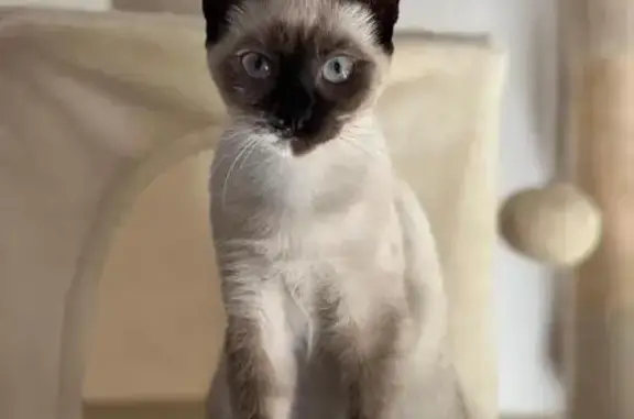 Perdido gato hembra, Calle Juan José Pérez del Molino, 16, Pozuelo de Alarcon - photo