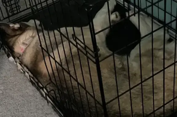 Missing dog West Jordan, photo: Lost dog, Wood Cove Drive, 2961, West Jordan - female husky