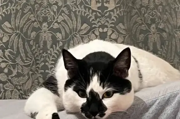 Missing cat Caerdydd, photo: Lost cat, Gloucester Terrace, Caerdydd — black and white boy, indoor cat