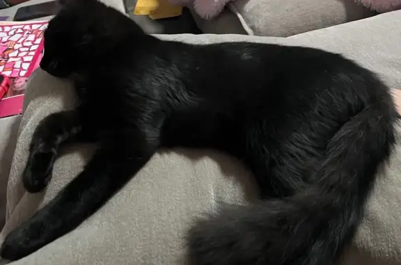 Lost cat, East Mississippi Avenue, 15297, Aurora - male, medium hair black kitten - photo