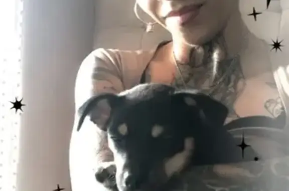 Missing dog Austin, photo: Lost dog, Northwest Loop 410, 4934, San Antonio, Austin — female black, khaki and white chihuahua with silver chainlink necklace