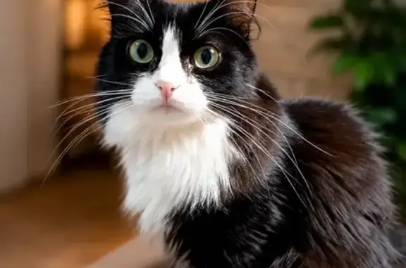 Perdido gato fêmea, Rua Lamartine Belém Barbosa, Ribeirão Preto — castrada e com rabo bem peludo - photo