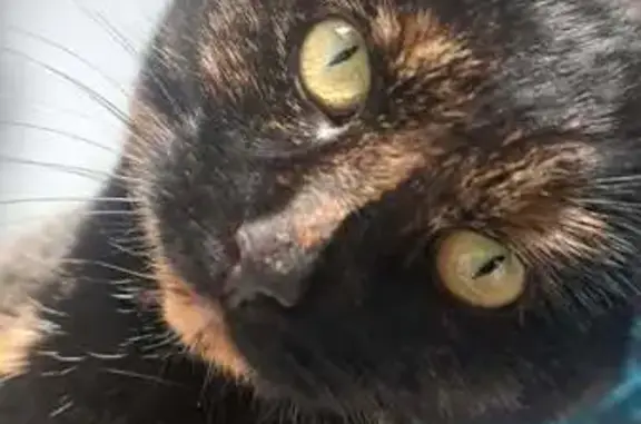 Lost pets Sale, photo: Lost cat, Bramble Walk, England, Birmingham - shy tortoiseshell female