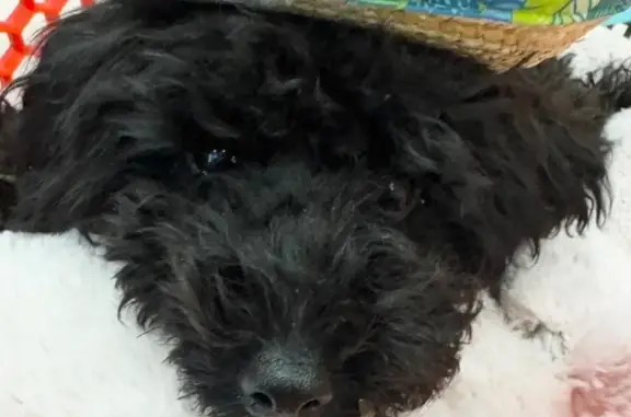 Lost dog, Quail Oaks Circle, 126, Groveland - female black mini poodle, 8 months old - photo