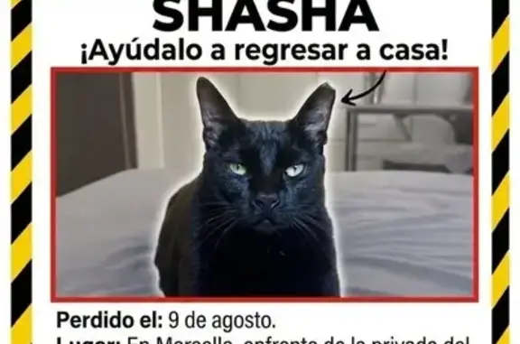 Perdido gato macho, Circuito del Prado, Playa del Carmen, Mexico City - cola alta y oreja cortada - photo