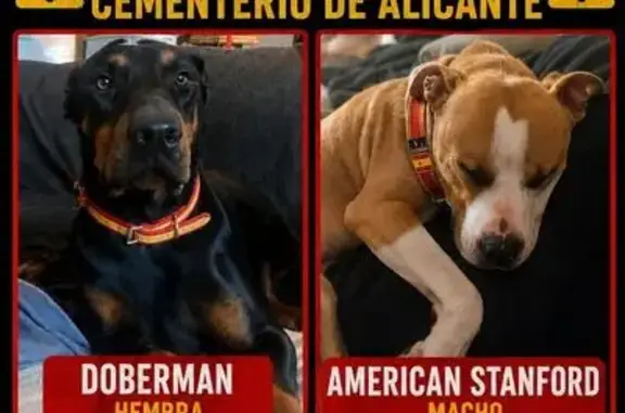 Perro perdido, Plaza Cementerio, 1, Alicante, Pozuelo de Alarcon — macho - photo