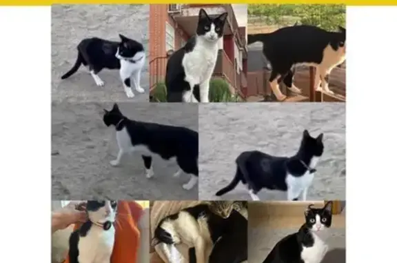 Perdido gato masculino, Calle de Gijón, Arroyomolinos, Madrid, negro y blanco - photo