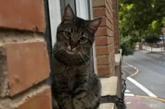 Perdido gato masculino, Calle Curro Cúchares, 16, La Rinconada - castrado y difícil de agarrar - photo