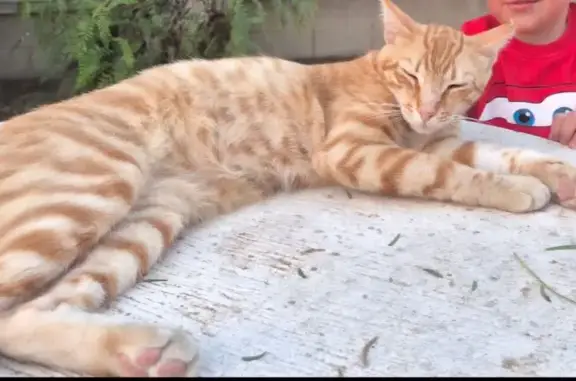Perdido gato macho, Santa Anna, Elche - naranja esterilizado, oreja izquierda cortada - photo