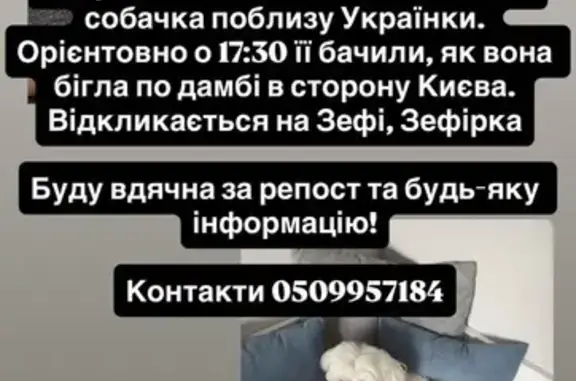 Зникла собака, Козин — біла мальтійська болонка, чіпована - photo