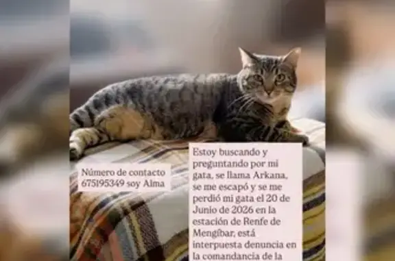 Perdido gato hembra, estación de Renfe de Mengíbar, Madrid - desconfiada y chipada - photo