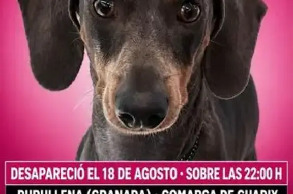 Perdido perro hembra, Purullena, Andalucía, City Center - perrita salchicha con marca en la cabeza - photo