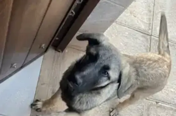 Perdido perro macho, Calle Mirto, Andalucía, Pozuelo de Alarcon - mastín de aproximadamente un año - photo