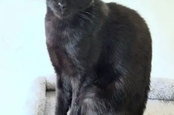 Perdido gato hembra, Calle Londres, 14, Marbella — negra y con collar rosado - photo
