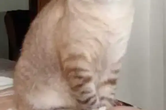 Perdido gato hembra, Calle Pedro Bernuz, 10, Oliver-Valdefierro - atigrada gris claro, ojos azules - photo