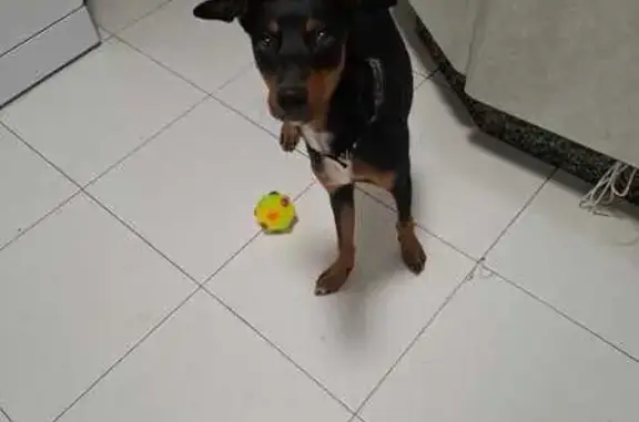 Encontrado perro macho, Calle...