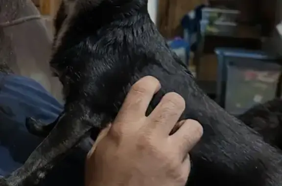 Lost dog, North Waldrip Street, 831, Grand Saline - very skittish, prefers women - photo