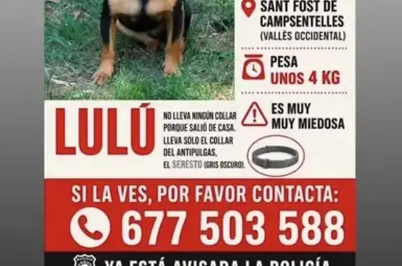 Perdido perro hembra, San Fausto de Campcentellas, Pozuelo de Alarcon - pincher muy pequeña de 4 kilos - photo