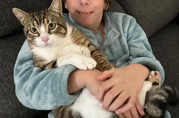 Perdido gato macho, Camino Ambroz, 4, Cúllar Vega, Granada — muy grande y gordito - photo