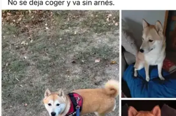 Perdido perro hembra, Camí d'Ullastrell, 158, Rubí, Barcelona - Shiba Inu de color canela - photo