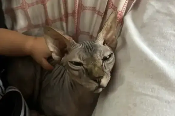 Perdido gato hembra, Carrer Covadonga, 10, Ripollet - muy cariñosa - photo