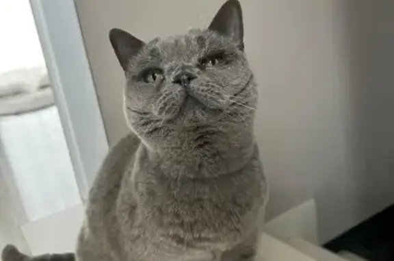 Perdido gato hembra en Avinguda Camí dels Capellans, 112, Sitges, Madrid — British short hair gris esterilizada - photo