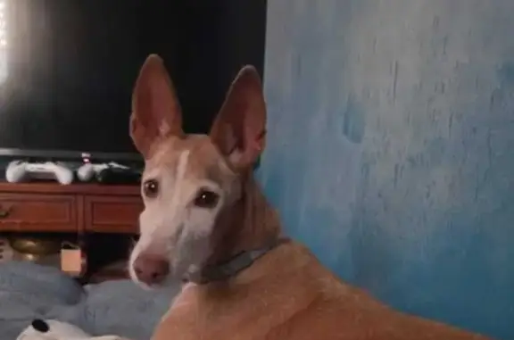Perdido perro hembra, Calle Diagonal, Roquetas de Mar - podenco andaluz de talla pequeña - photo