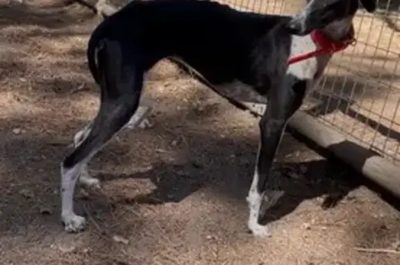 Perdido perro hembra, Calle Burjasot, 18, Villaverde - photo