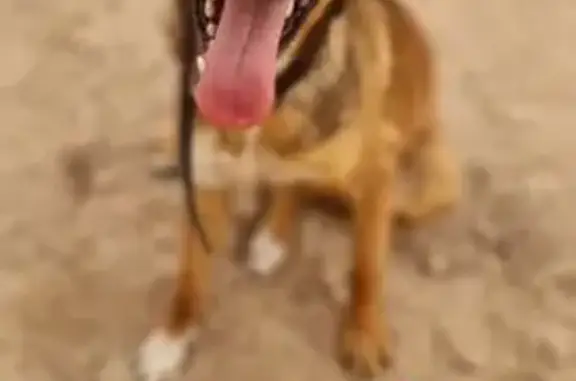 Perdido perro macho, CV-875, 69, Cachap, Crevillente - photo