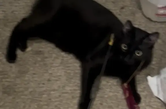 Lost cat, male, East Island West Place, Shelton - all black, amputated tail - photo