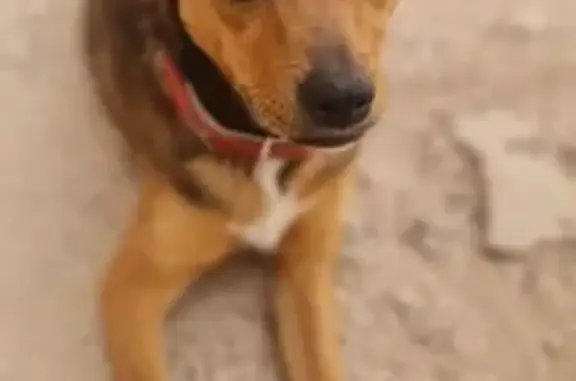 Perdido perro hembra, CV-875, 69, Cachap, Crevillente - photo
