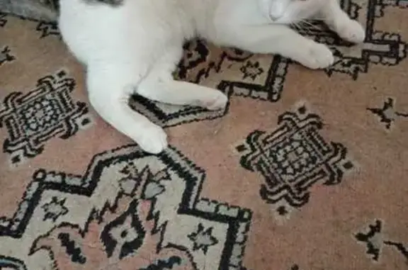 Perdido gato macho, Avenida Sanatorio, Archena, Molina de Segura - blanco, muy dócil - photo