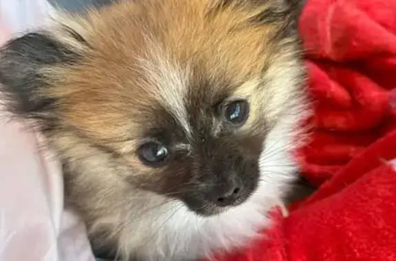 Lost dog, Lyton Street, Blacktown, Sydney - tan & black Pomeranian - photo