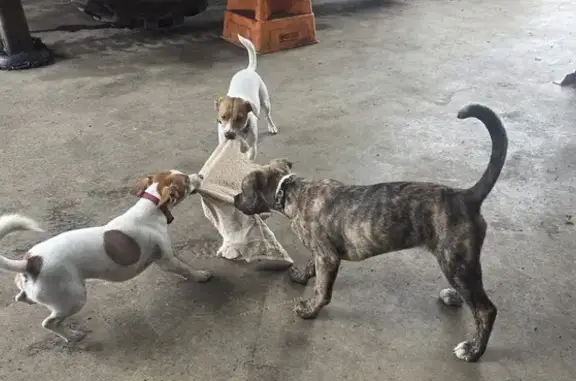 Lost dog, Friday Hut Road, 566, Byron, Bangalow - male with a blue collar - photo