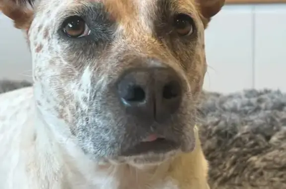 Lost dog, Woods Street, 40, Moonee Valley, Maribyrnong - female red heeler cross, white coat, red speckling - photo