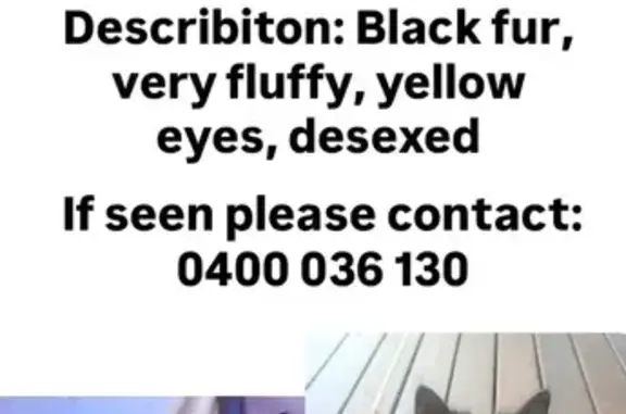 Lost cat, Armfield Street, 17, Brisbane - black, very fluffy, small - photo