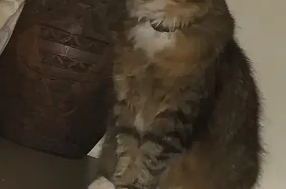 Lost cat, Railway Street, Newcastle - female, nearly fully deaf - photo