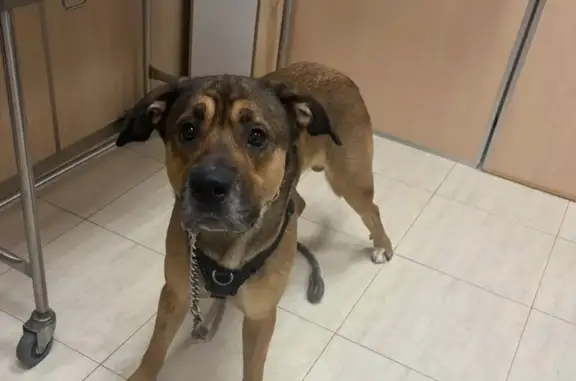 Perro encontrado Sant Cugat del Valles, foto: Encontrado perro macho, Zona de Can Magi, Sant Cugat del Valles