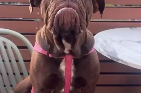 Lost dog, Silverdale - brown with a white chest, cropped tail - photo