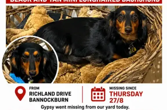 Lost dog, Richland Drive, 20, Logan, Bannockburn — female long-haired mini dachshund - photo