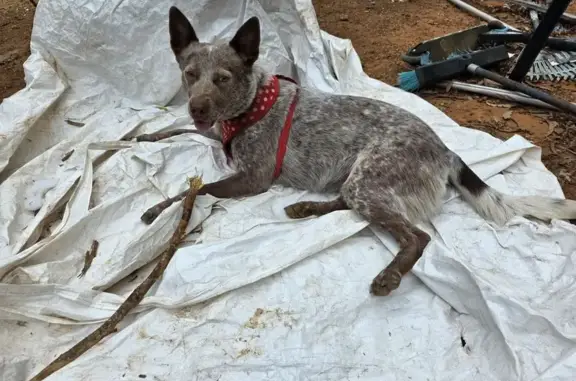 Lost dog, Guyra Road, 14906, Inverell - brown with long fluffy tail - photo