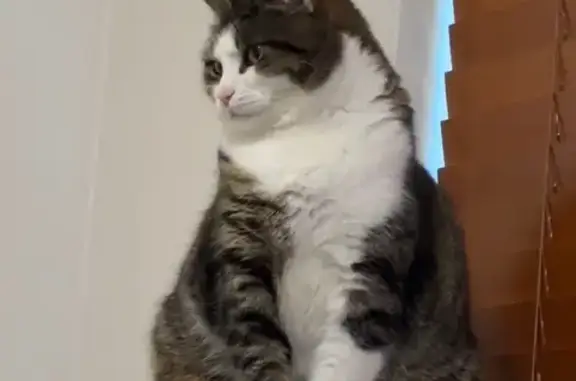 Lost cat, Rena Street, 1, Georges River Council - big friendly indoor cat - photo