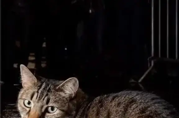 Lost cat, Kingsgrove Road, 181, Sydney — male, microchipped and desexed - photo