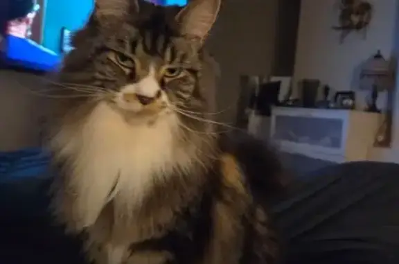 Lost cat, Cliff Lane, Mandurah - timid indoor Mainecoon, tabby with lots of white and ginger - photo