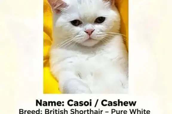 Lost cat, Cascade Drive, 95, Melbourne - white with a hint of grey on his head, red collar - photo